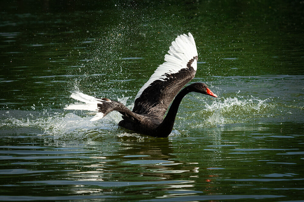 Black Swans 2