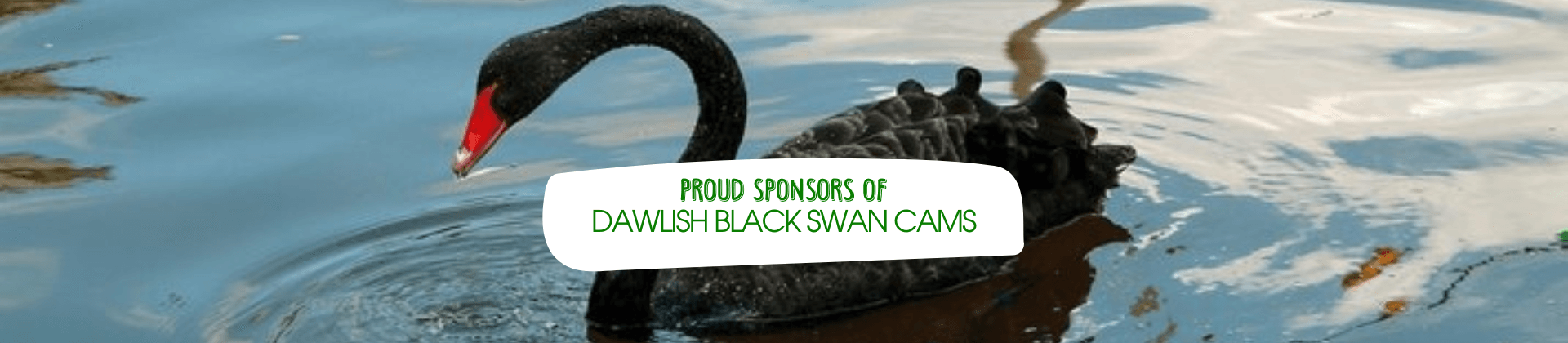 Dawlish Black Swan Cameras